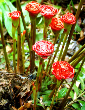 Etlingera